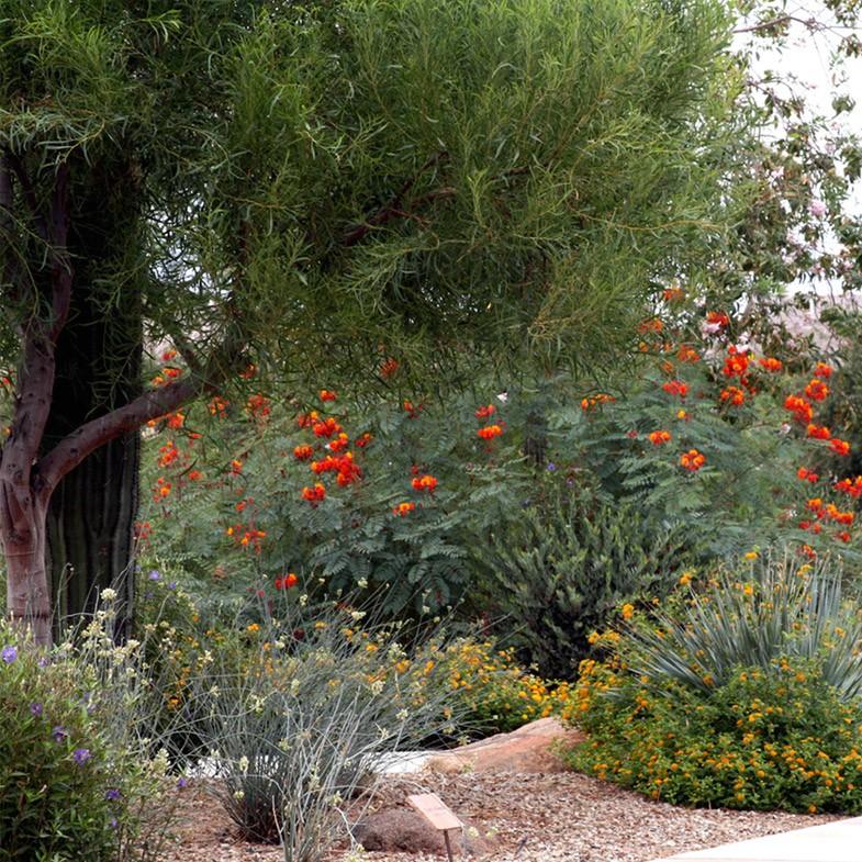 Avondale Xeriscape