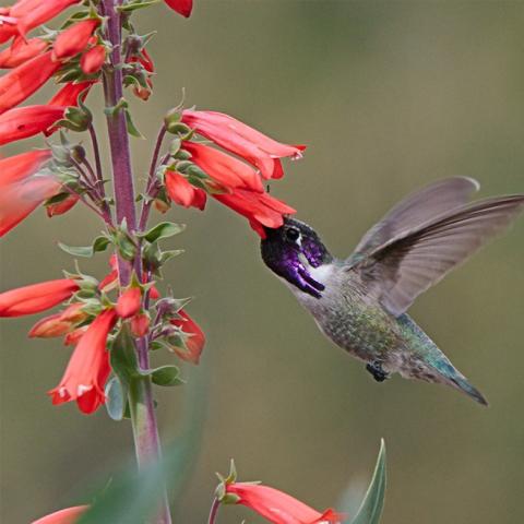 Chandler Hummingbird Habitat