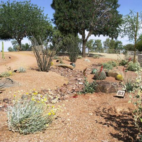 Chandler Xeriscape Garden