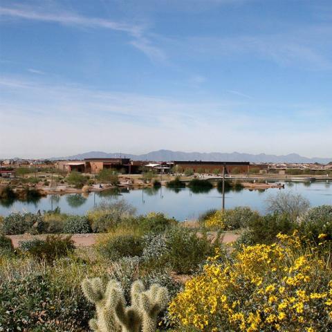 Chandler Veterans Oasis Park