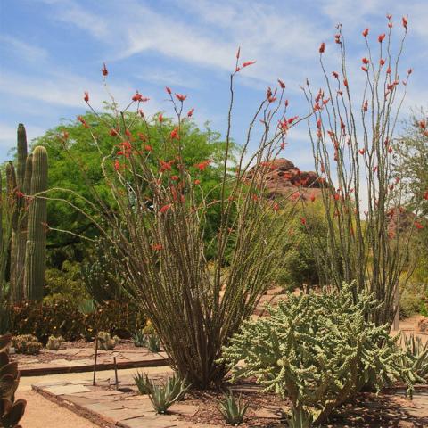 Desert Botanical Garden