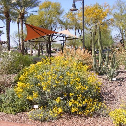 Peoria Fusion Xeriscape Garden