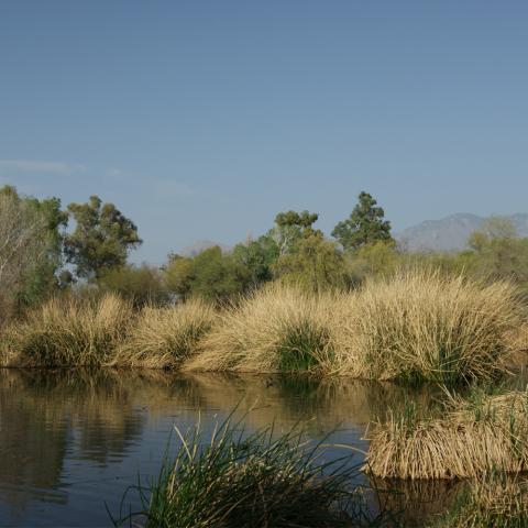 Sweetwater Wetlands