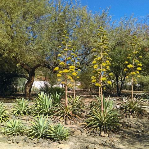 Tempe Xeriscape Demonstration Garden