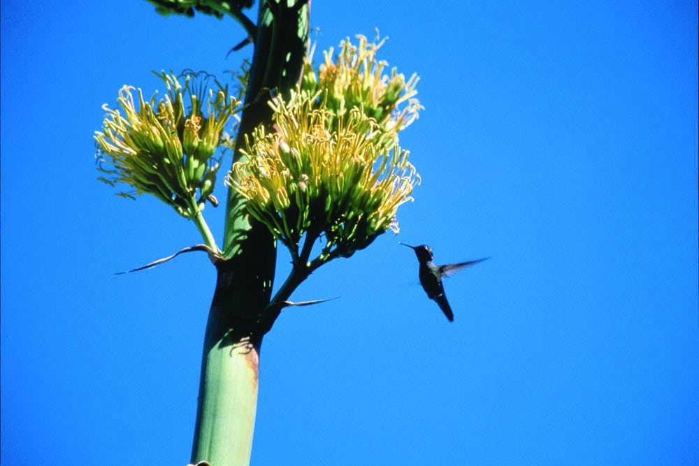 Hummingbird visiting flowering agave