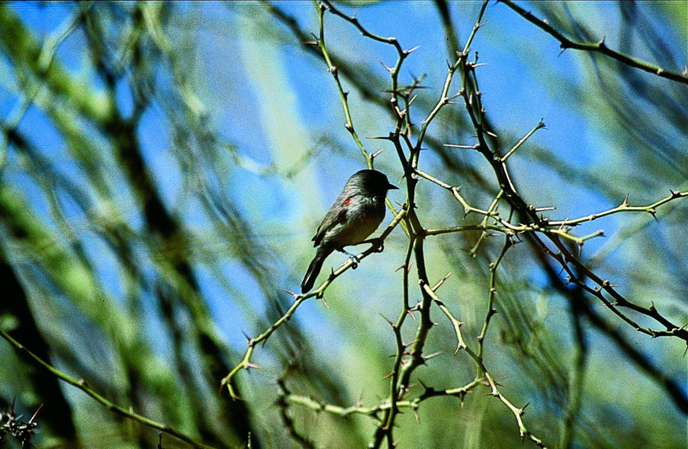 Bird on branch 