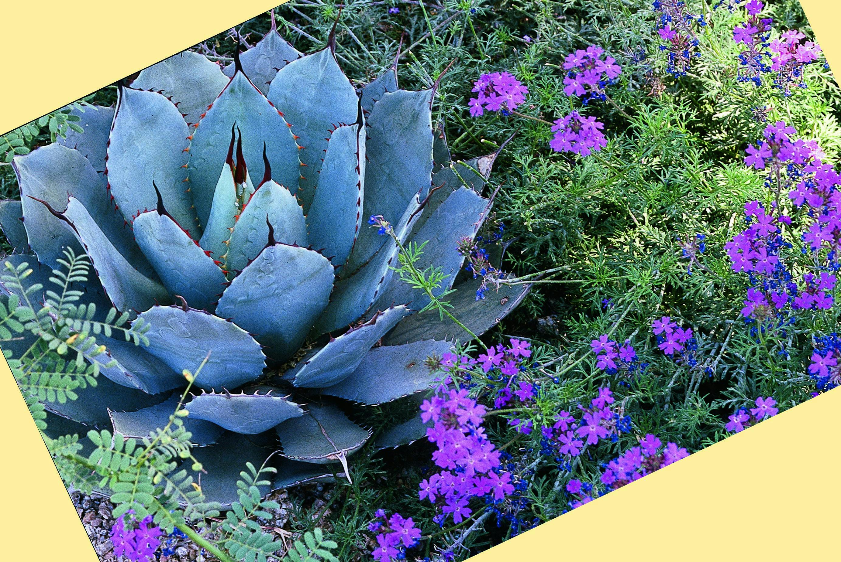 Agave and wildflowers