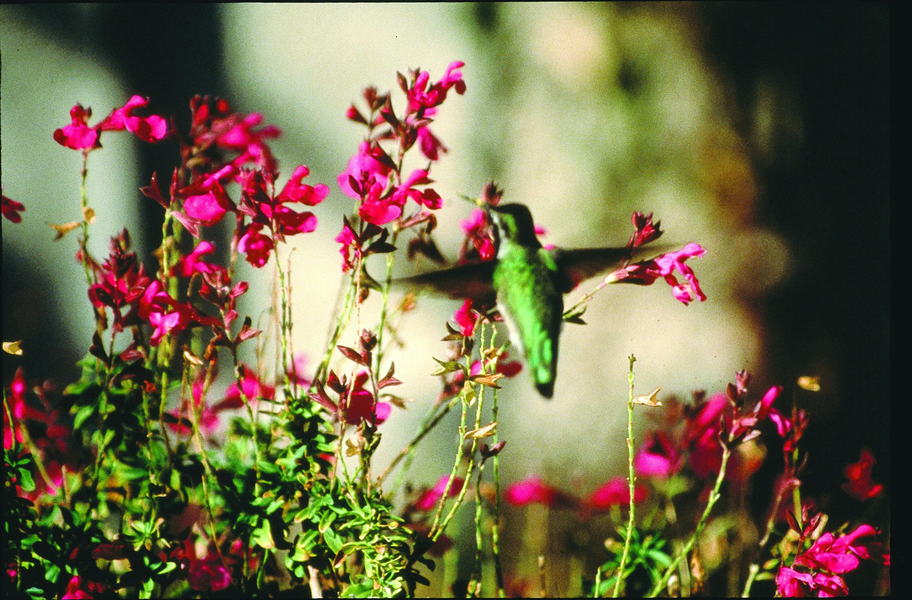 Hummingbird visiting flowers