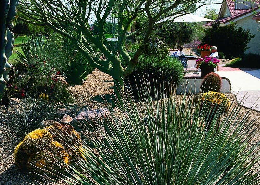 Various desert plants 