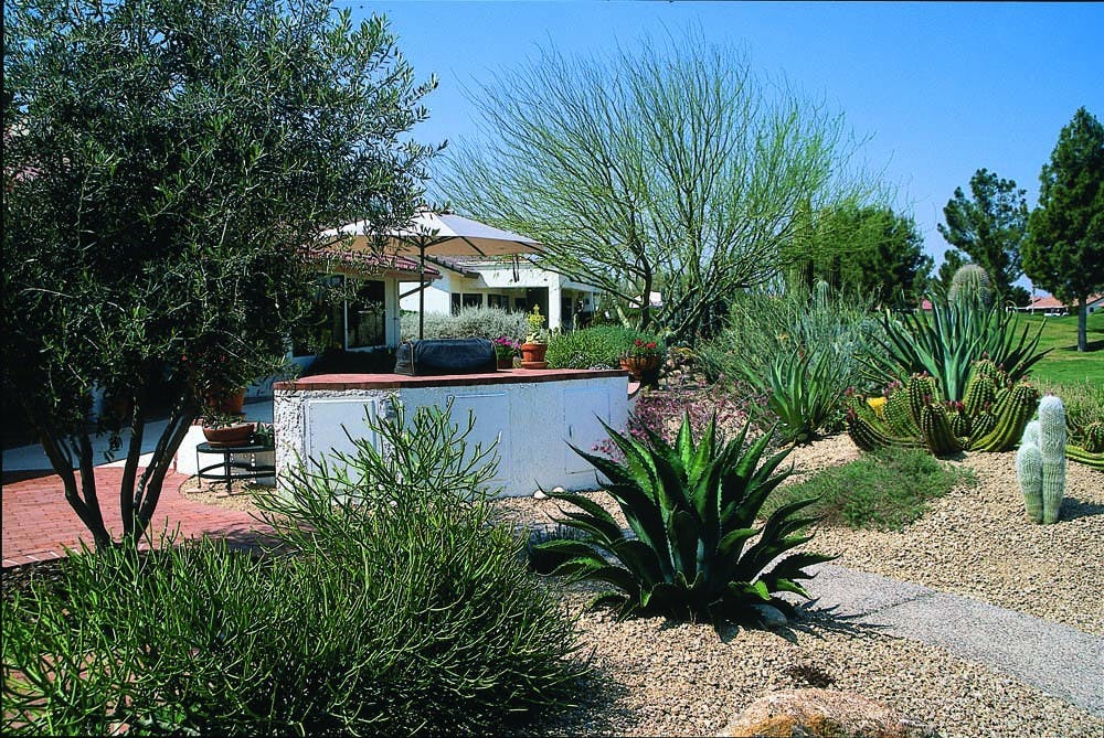 Various desert plants in front yard 