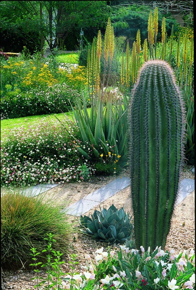 Saguaro with various desert plants 