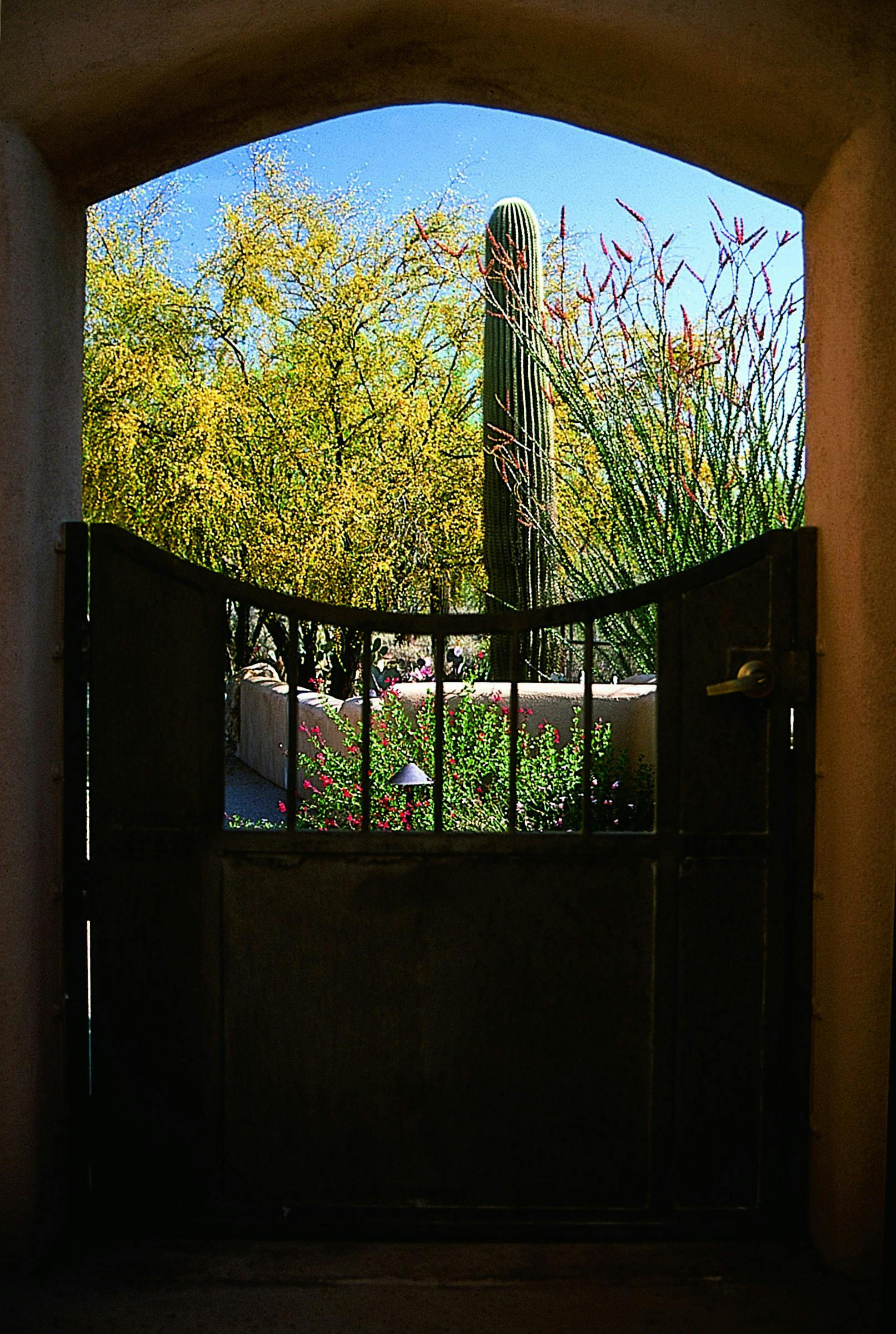 Saguaro looking over gate