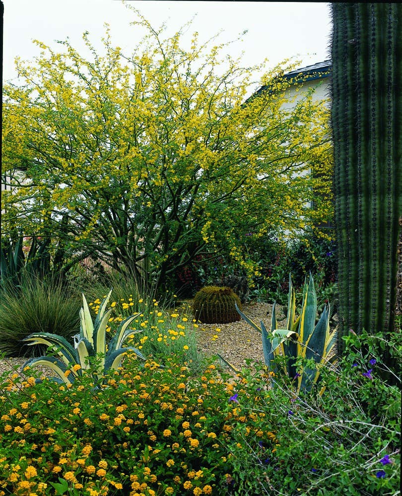 Flowering palo verde with various cacti and flowers