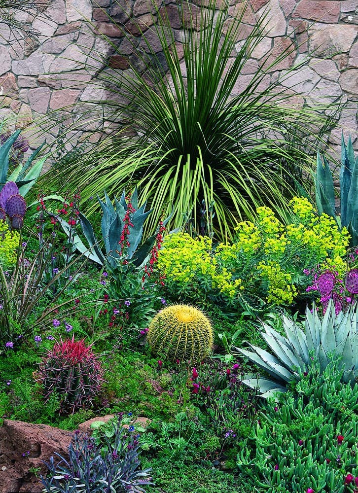 Tree Bear Grass forms the dramatic background for a diverse selection of cacti and succulents mixed with ground covers and seasonal wildflowers. Featured here are Red Barrel Cactus and Parry's Agave (from left to right in foreground) with Purple Verbana (yellow flowers), Firecracker Penstemon(to left of Eurphorbia) and Ice plant (bottom right).