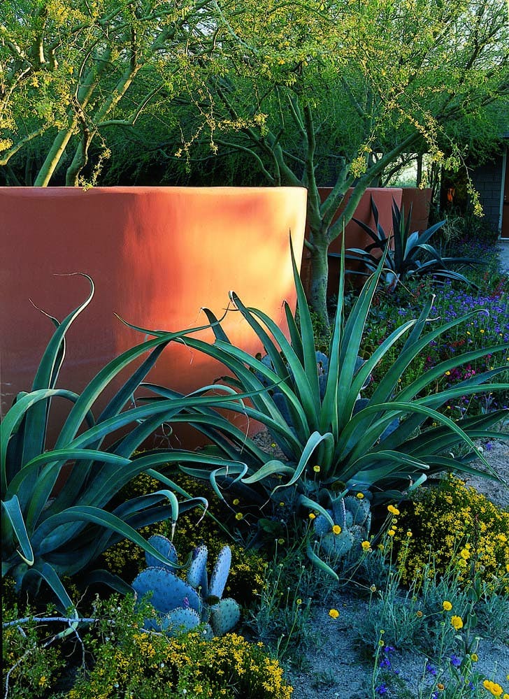 Octopus Agaves provide a dramatic accent in this desert garden. The yellow ground cover (smaller) yellow flowers is Damianita.