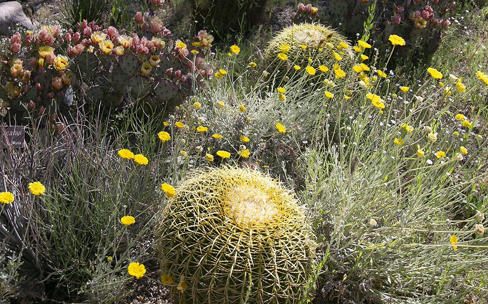 Cacti with wildflowers