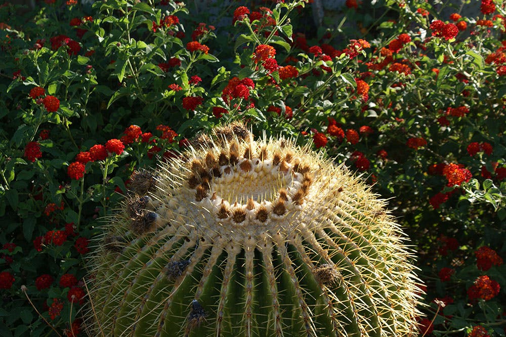 Cactus with lantana backdrop 