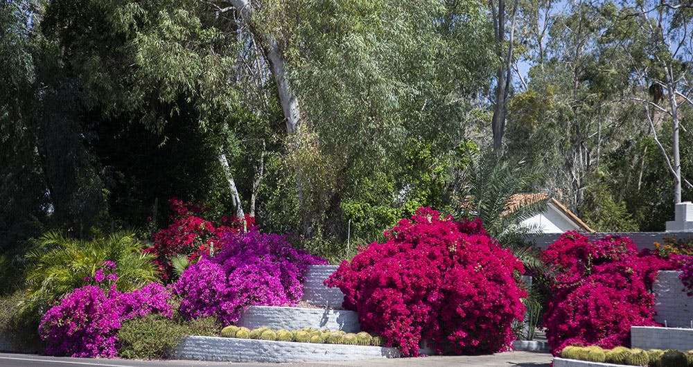 Colorful flowers and shrubs