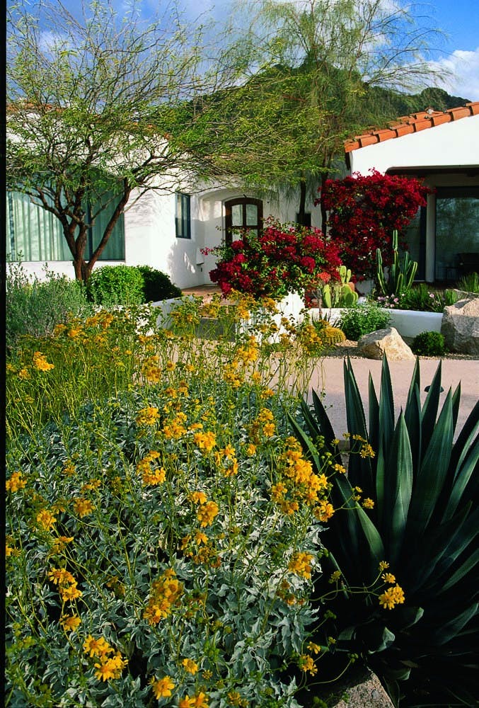 Flowering shrubs and agave 