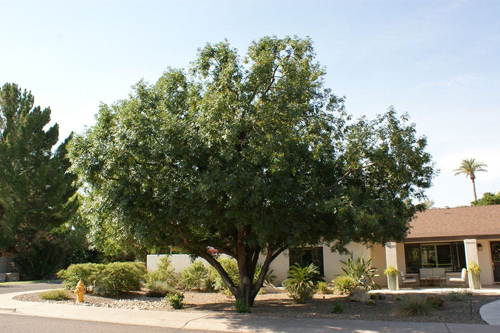 Large shade tree