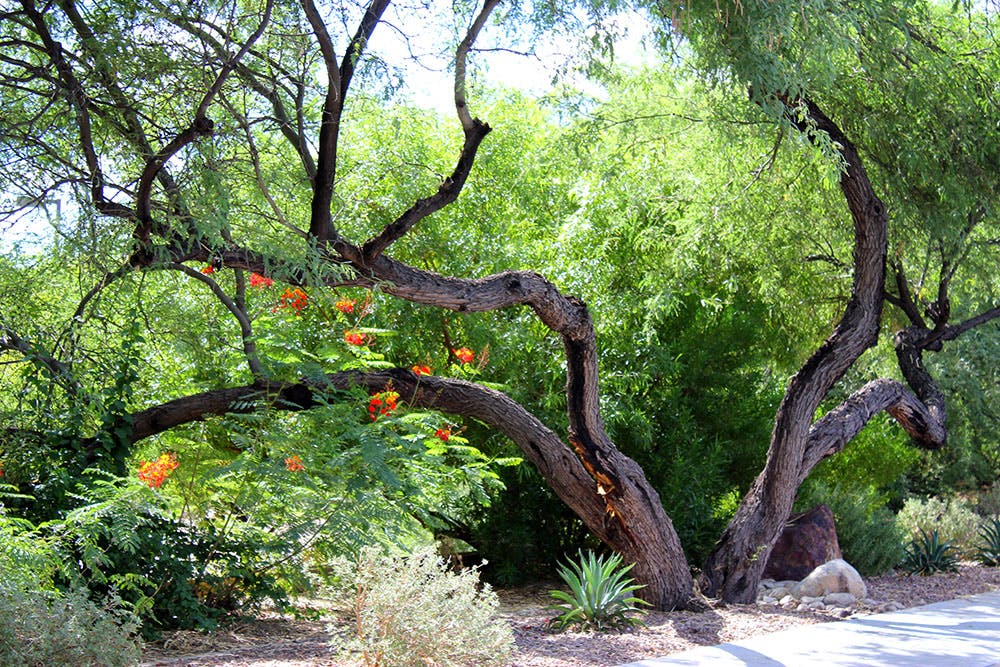 Mature mesquite tree