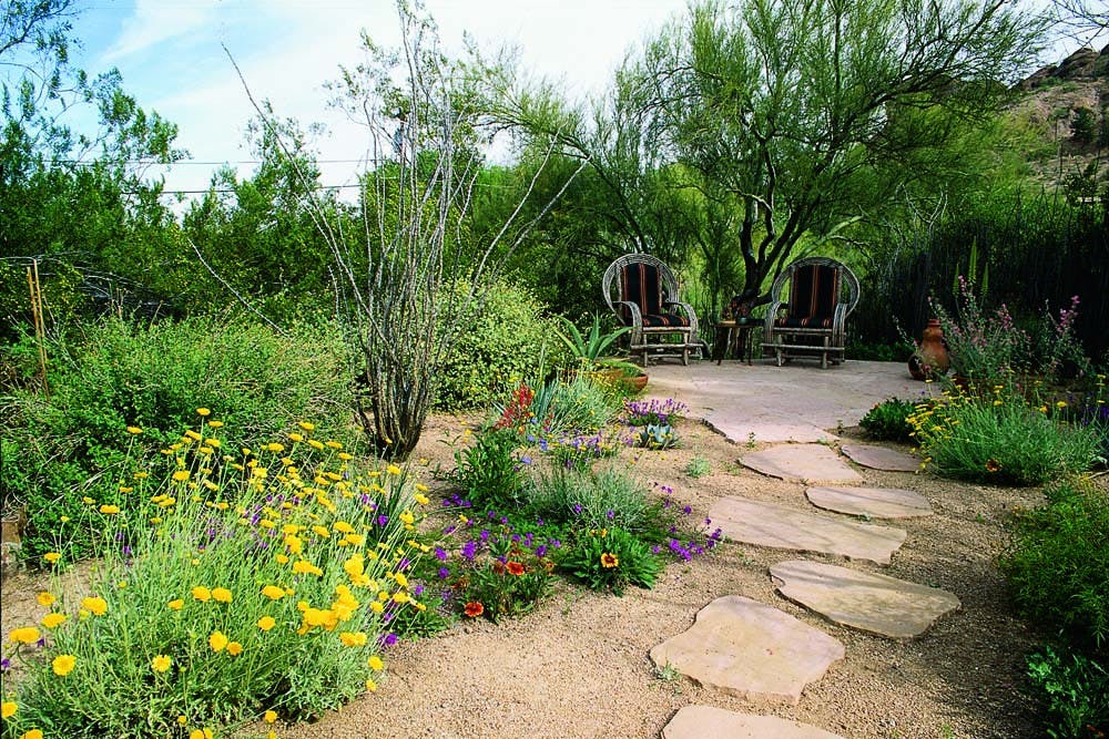 Outdoor living in the Sonoran Desert- native plants provide, shade, color and texture. (Palo Verde tree- by chair, Ocotillo- center, Desert Marigold- yellow/foreground, Blanket Flower- orange and yellow foreground and Penstemon- dark red to right of Ocotillo).