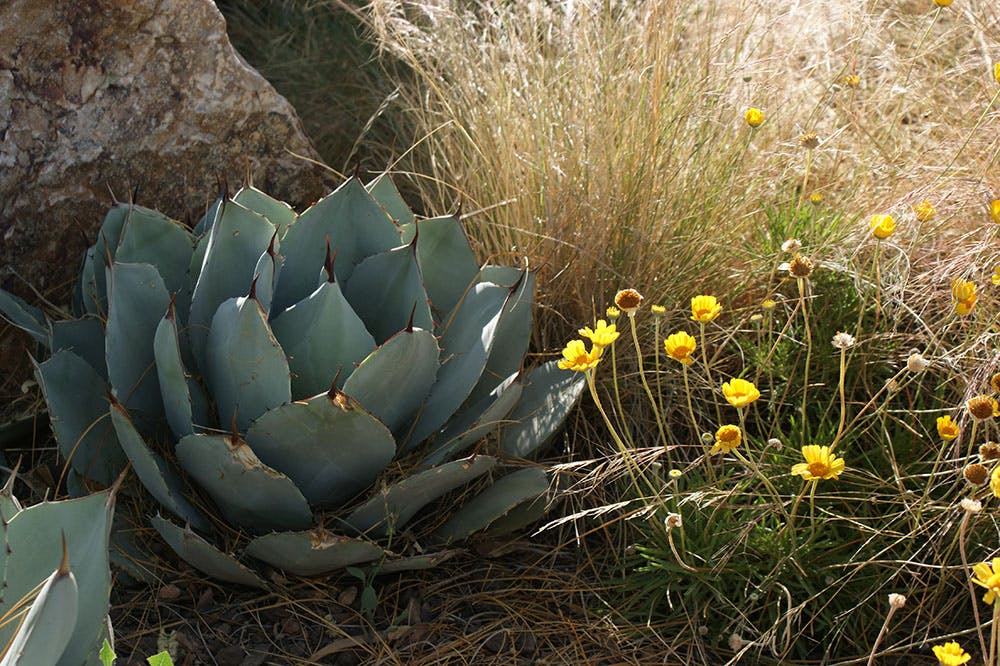 Parry's Agave and Desert Marigold 