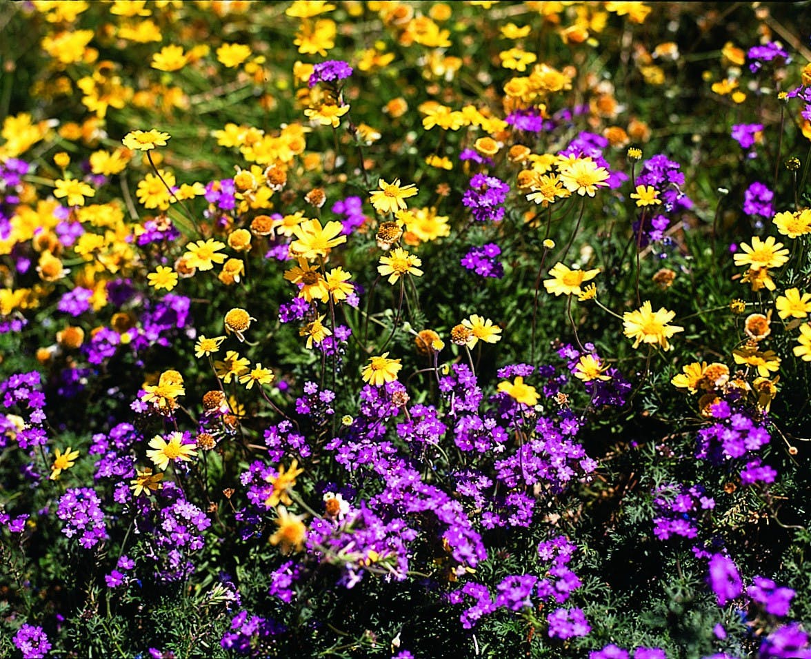 Yellow and purple wildflowers