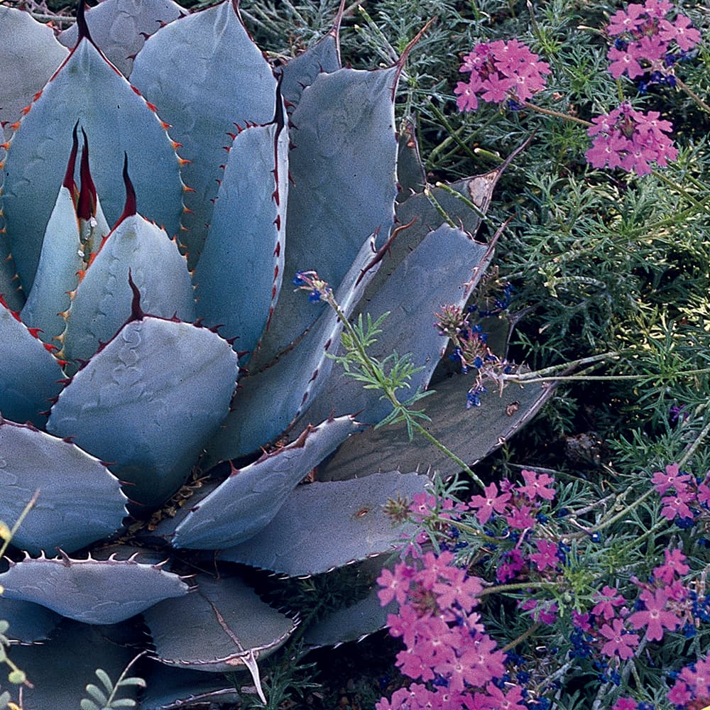 Classic AZ Landscape