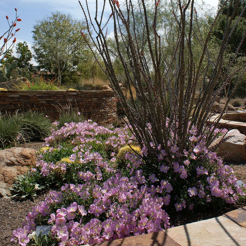 A Picture in contrast