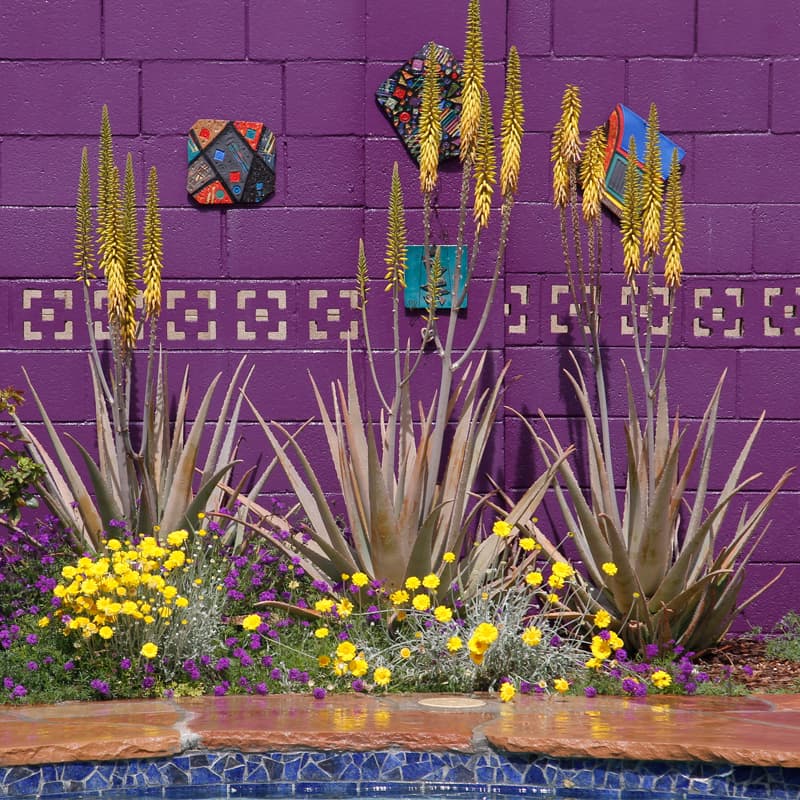 Plants for the Arizona Desert